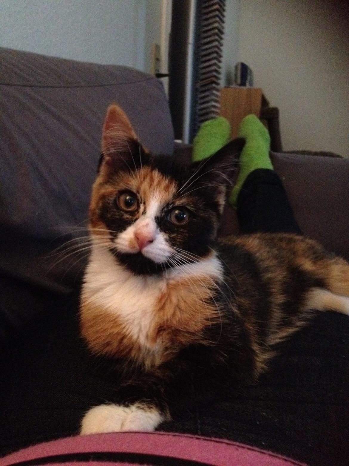 Blanding af racer Berta billede 1