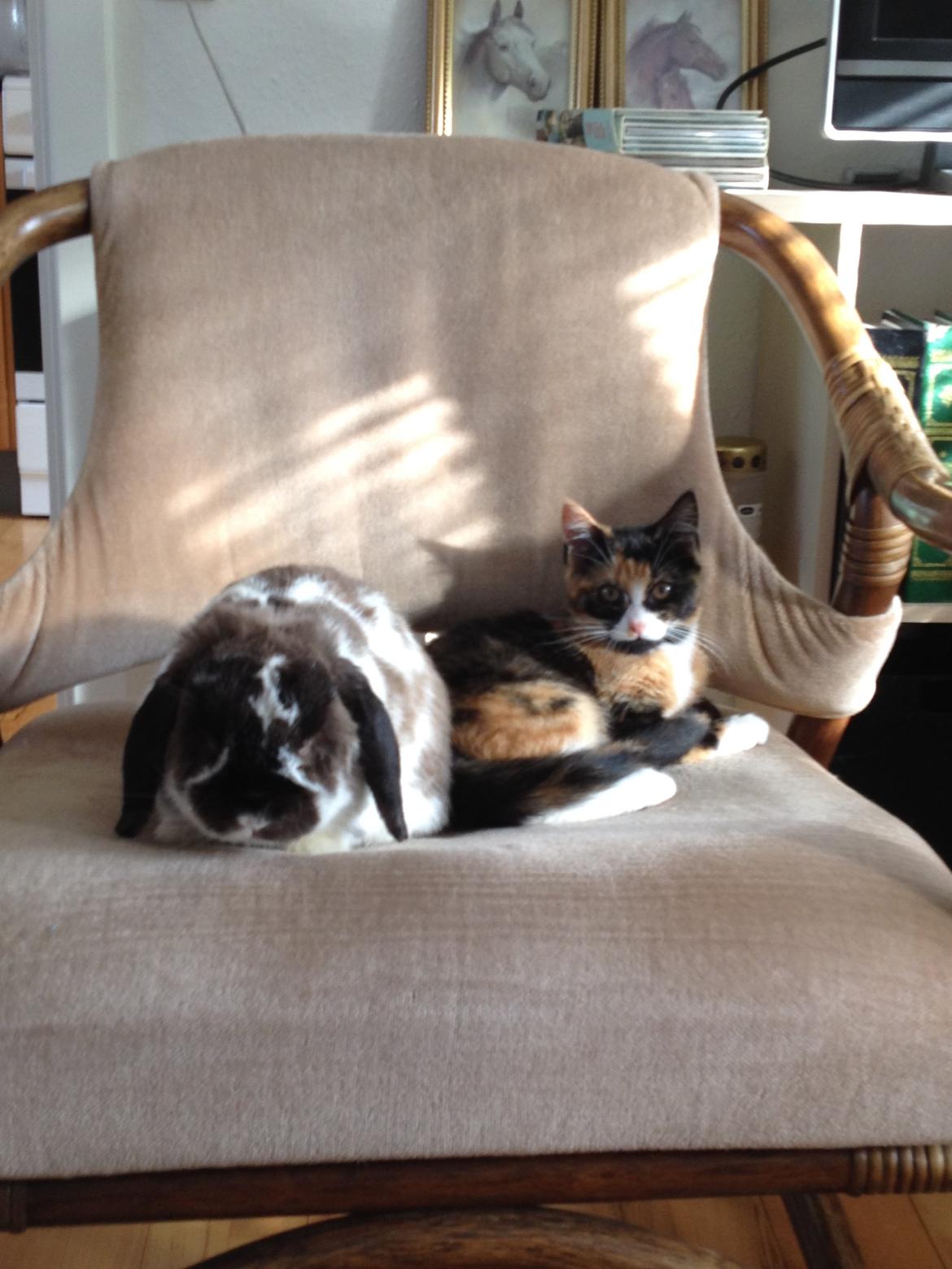 Blanding af racer Berta billede 3