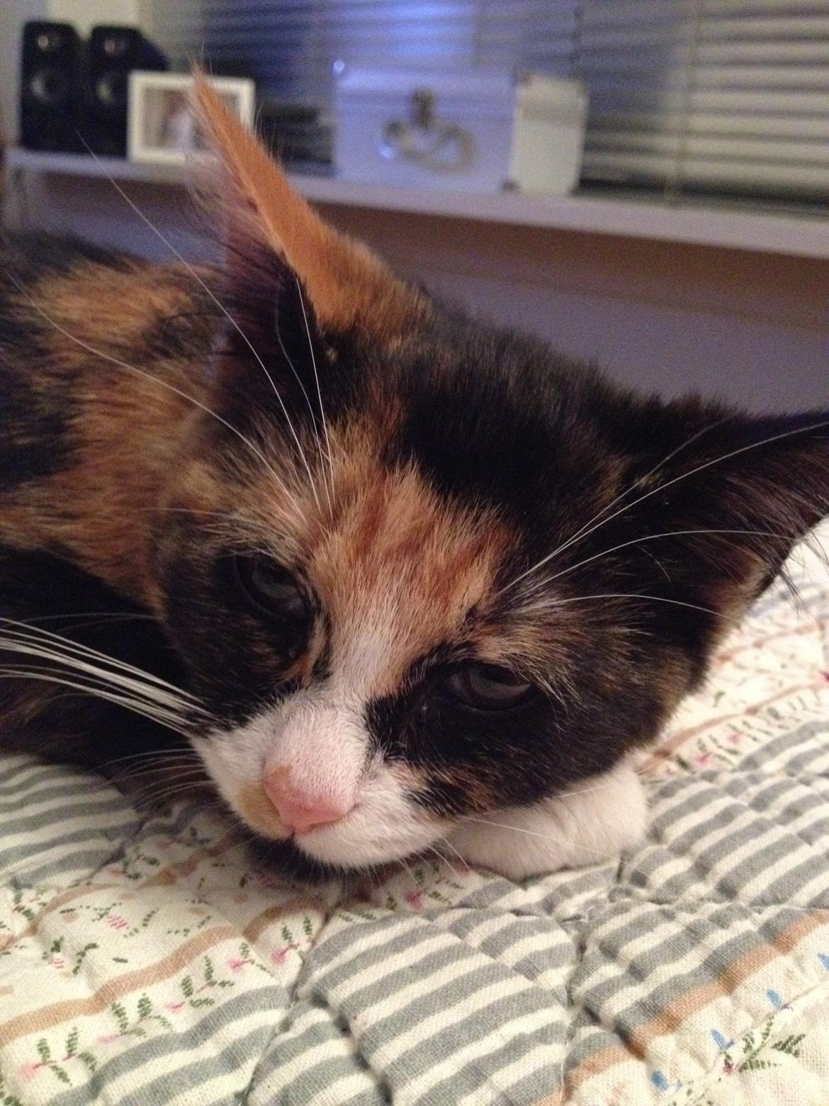 Blanding af racer Berta billede 4