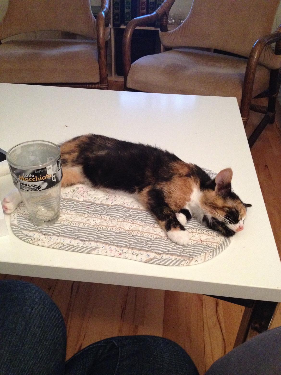 Blanding af racer Berta billede 5