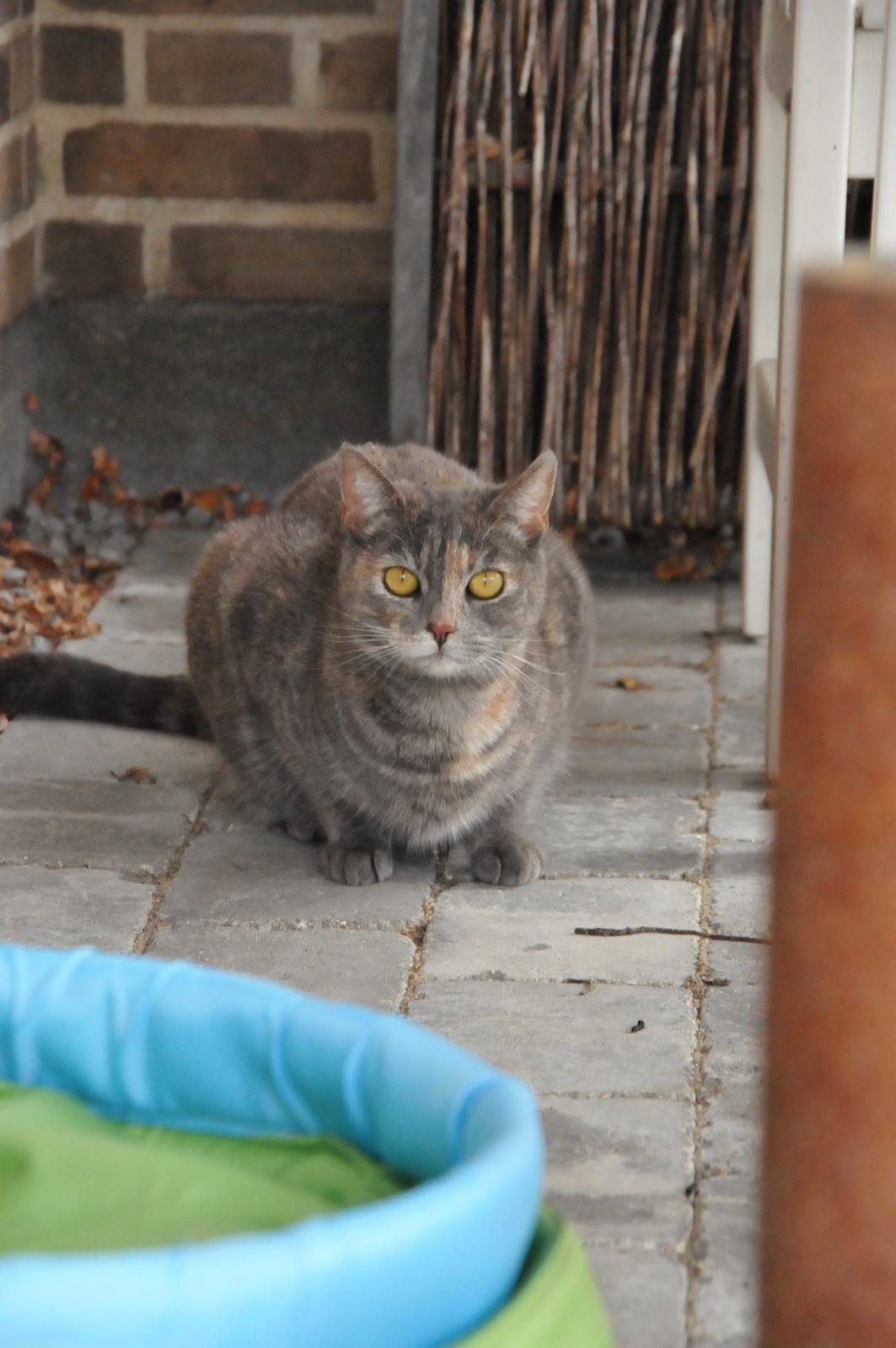 Blanding af racer Mitzi billede 25