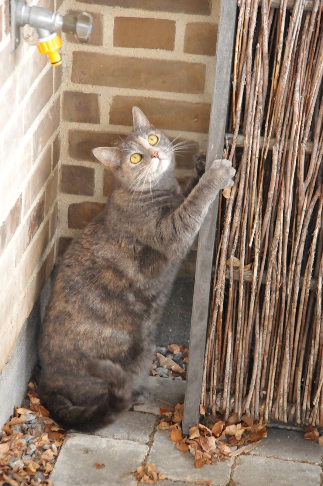 Blanding af racer Mitzi billede 33