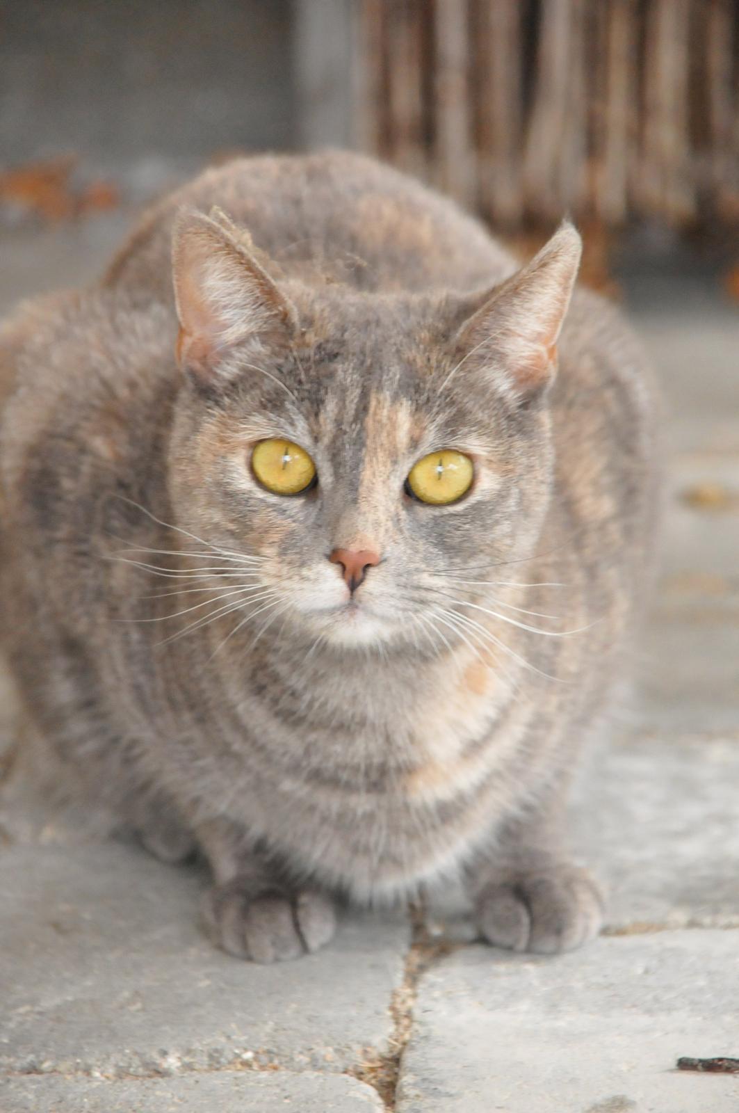 Blanding af racer Mitzi - Velkommen! Brug meget gerne 5 min på at læse Mitzi's historie! <3 billede 1