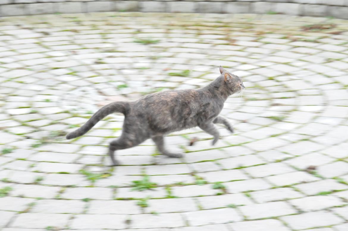 Blanding af racer Mitzi - Herre dårligt billede.. 
- Hun begyndte at løbe, men kameraet nåede ikke helt at stille skarpt.. <3 billede 26