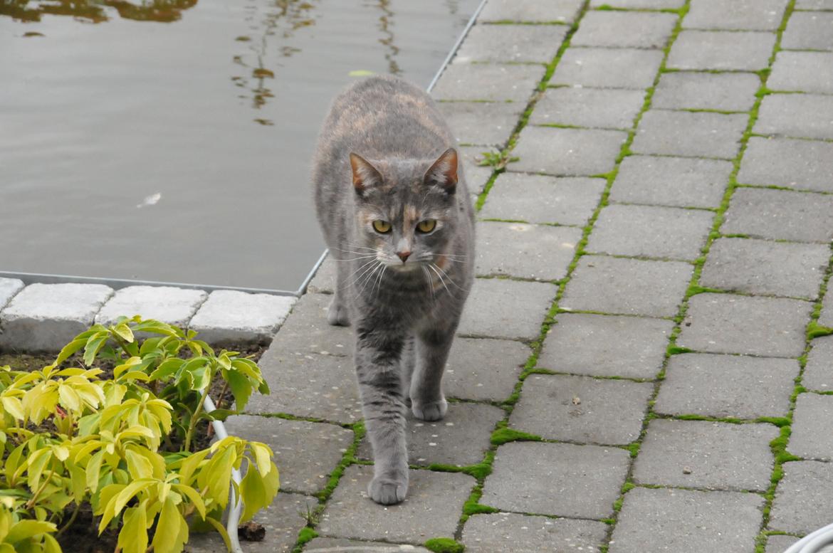 Blanding af racer Mitzi billede 4