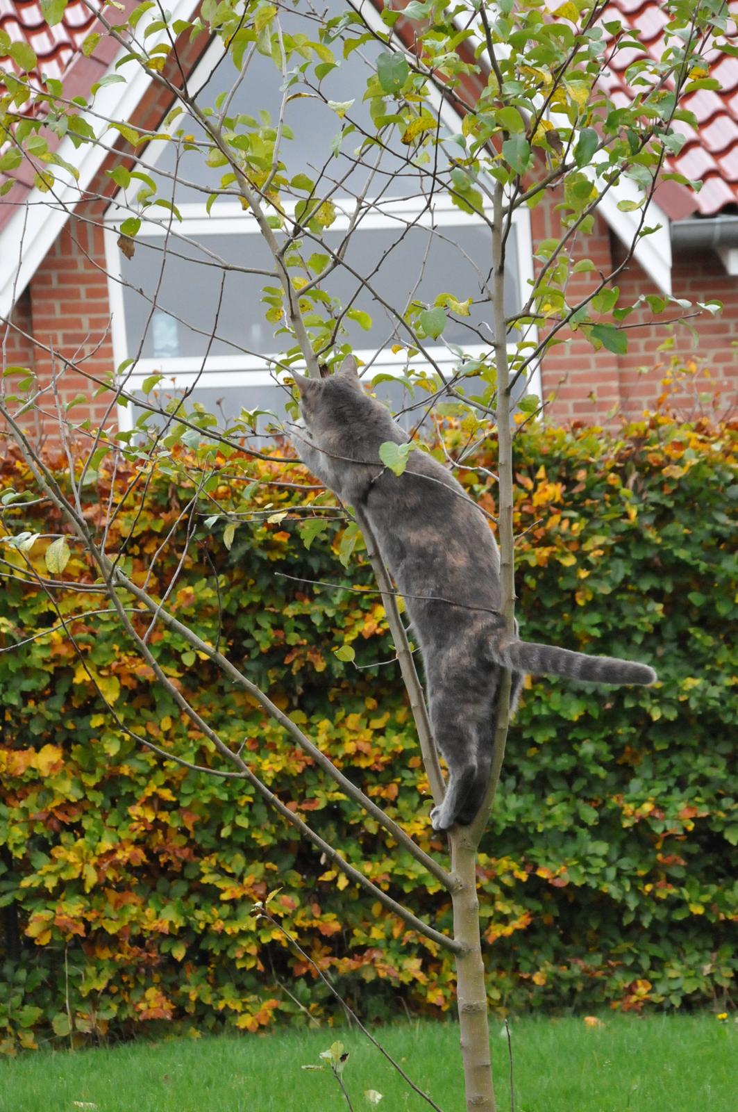 Blanding af racer Mitzi billede 16