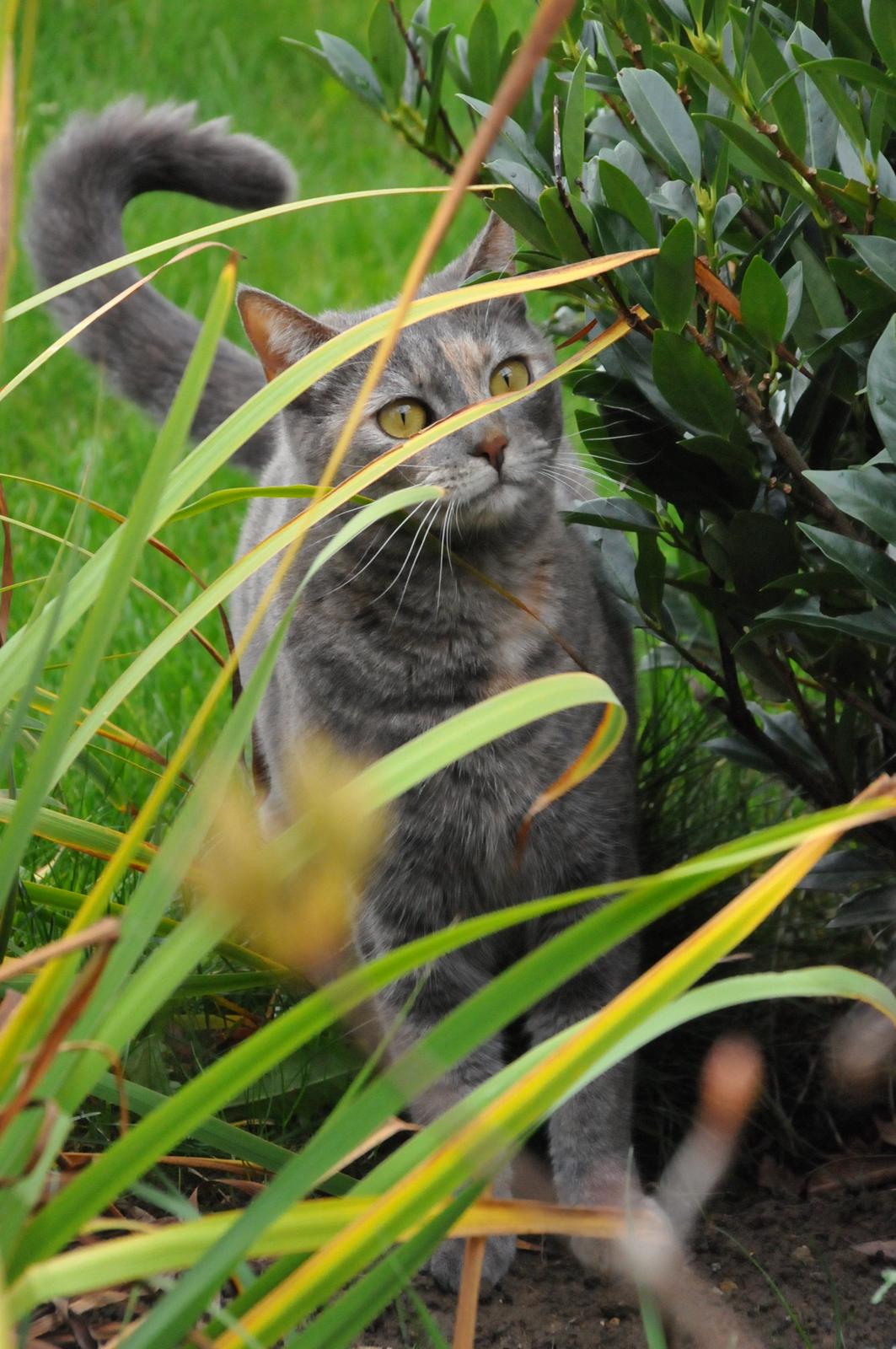 Blanding af racer Mitzi billede 13