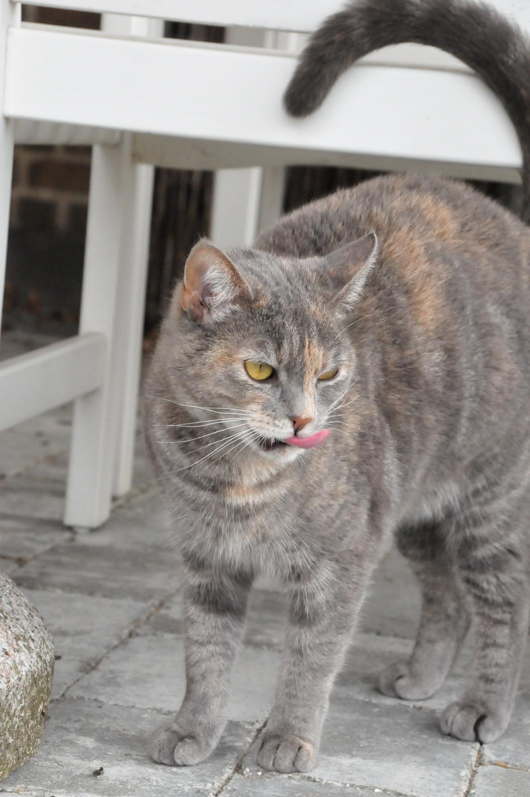 Blanding af racer Mitzi billede 37