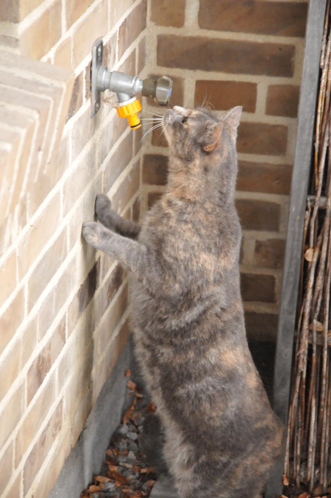 Blanding af racer Mitzi billede 20