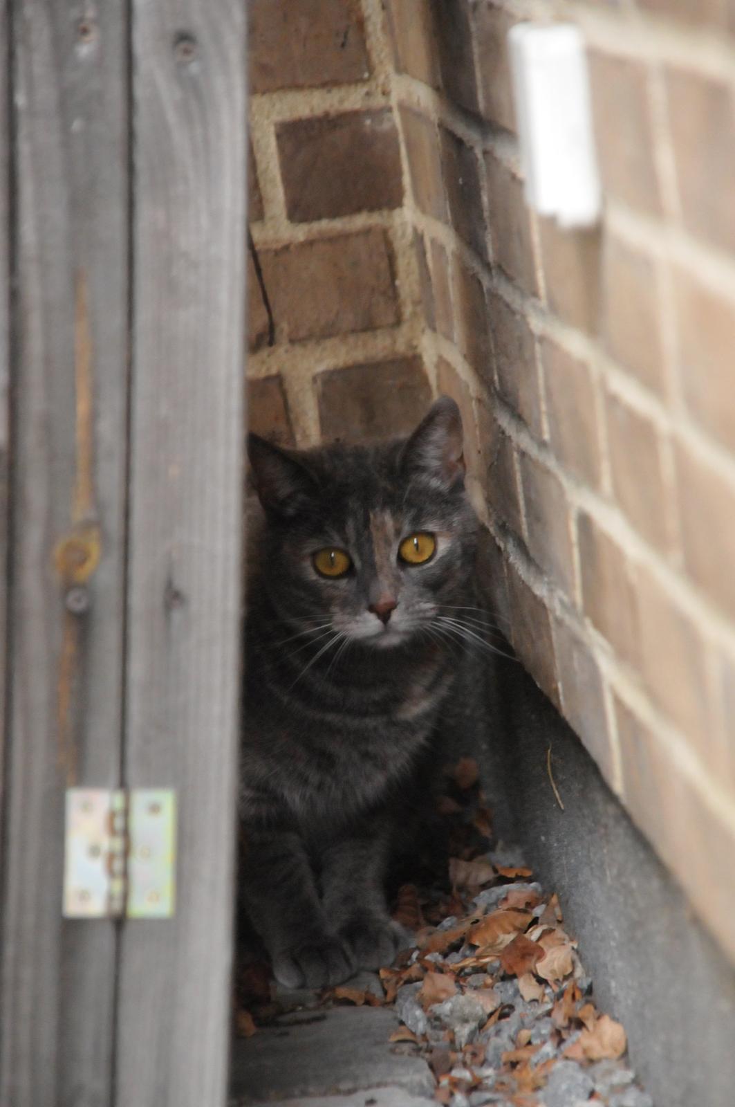 Blanding af racer Mitzi billede 30