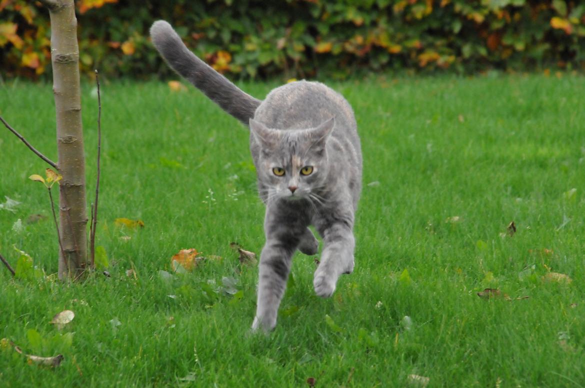 Blanding af racer Mitzi billede 10