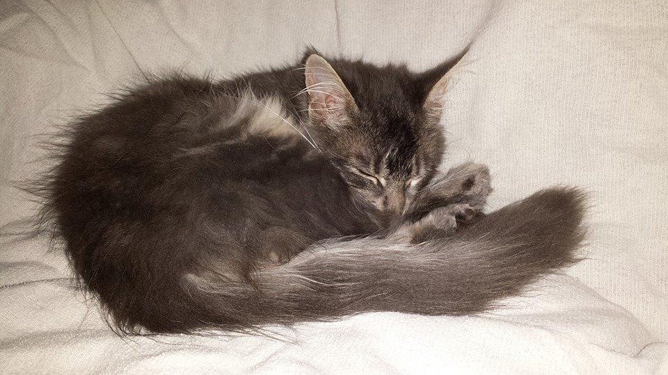 Maine Coon Aslan jr. ( Findus i stambog) - Idag er jeg 19 uger, (2450 g og 65 cm lang) og har lige været i bad.  billede 4