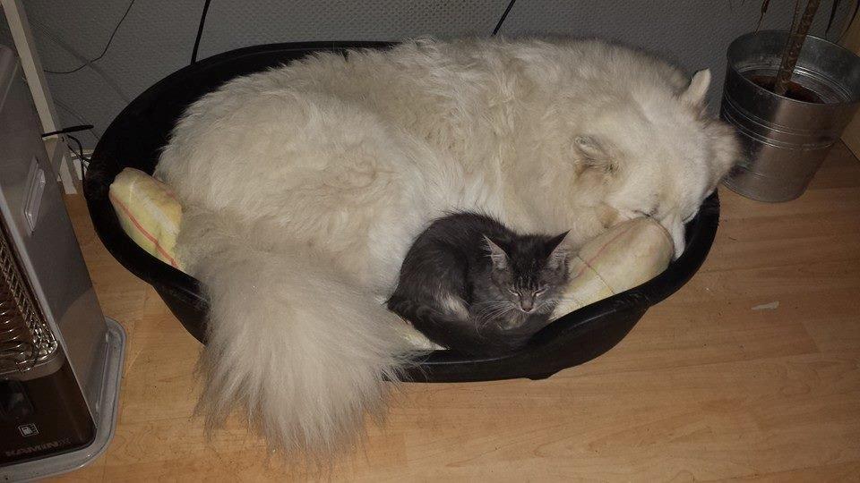 Maine Coon Aslan jr. ( Findus i stambog) - Putter med min bedste bror Tino i hans kurv billede 7