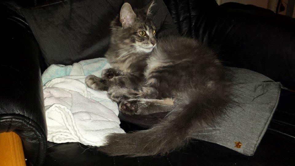 Maine Coon Aslan jr. ( Findus i stambog) - Idag er jeg 19 uger, (2450 g og 65 cm lang) og har lige været i bad.  billede 3