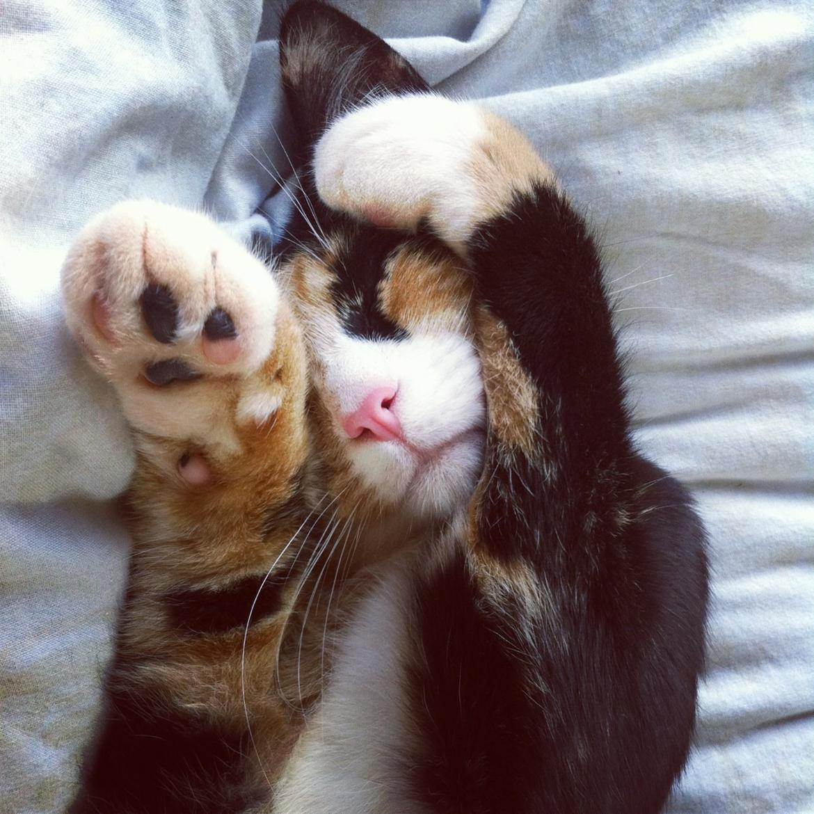 Huskat Mis billede 1