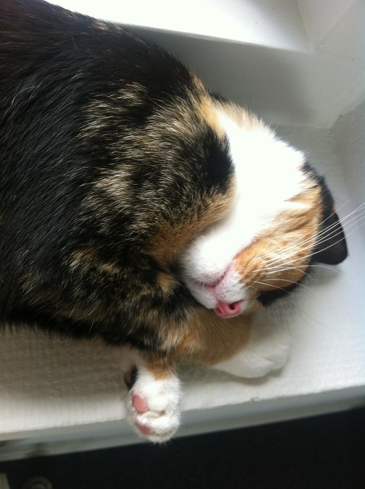 Huskat Mis billede 2