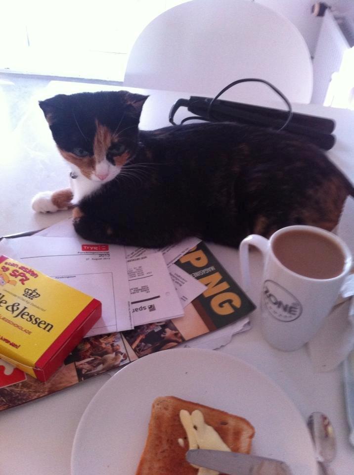 Huskat Mis - Sidder og spiser morgenmad med mis billede 3