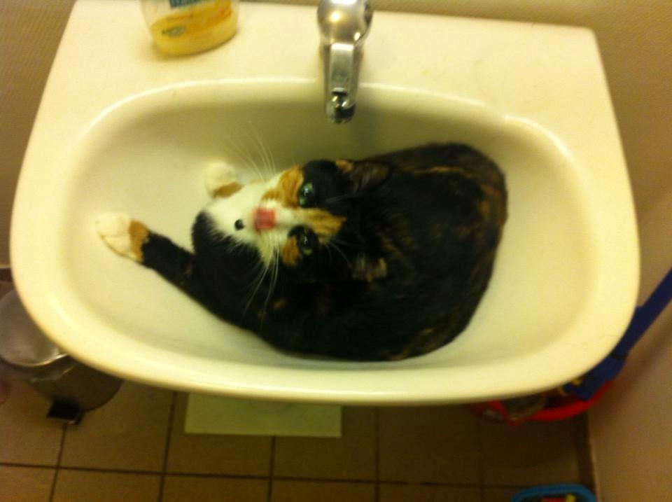 Huskat Mis billede 5