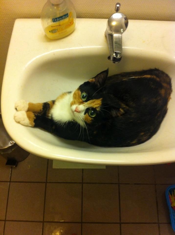 Huskat Mis billede 6