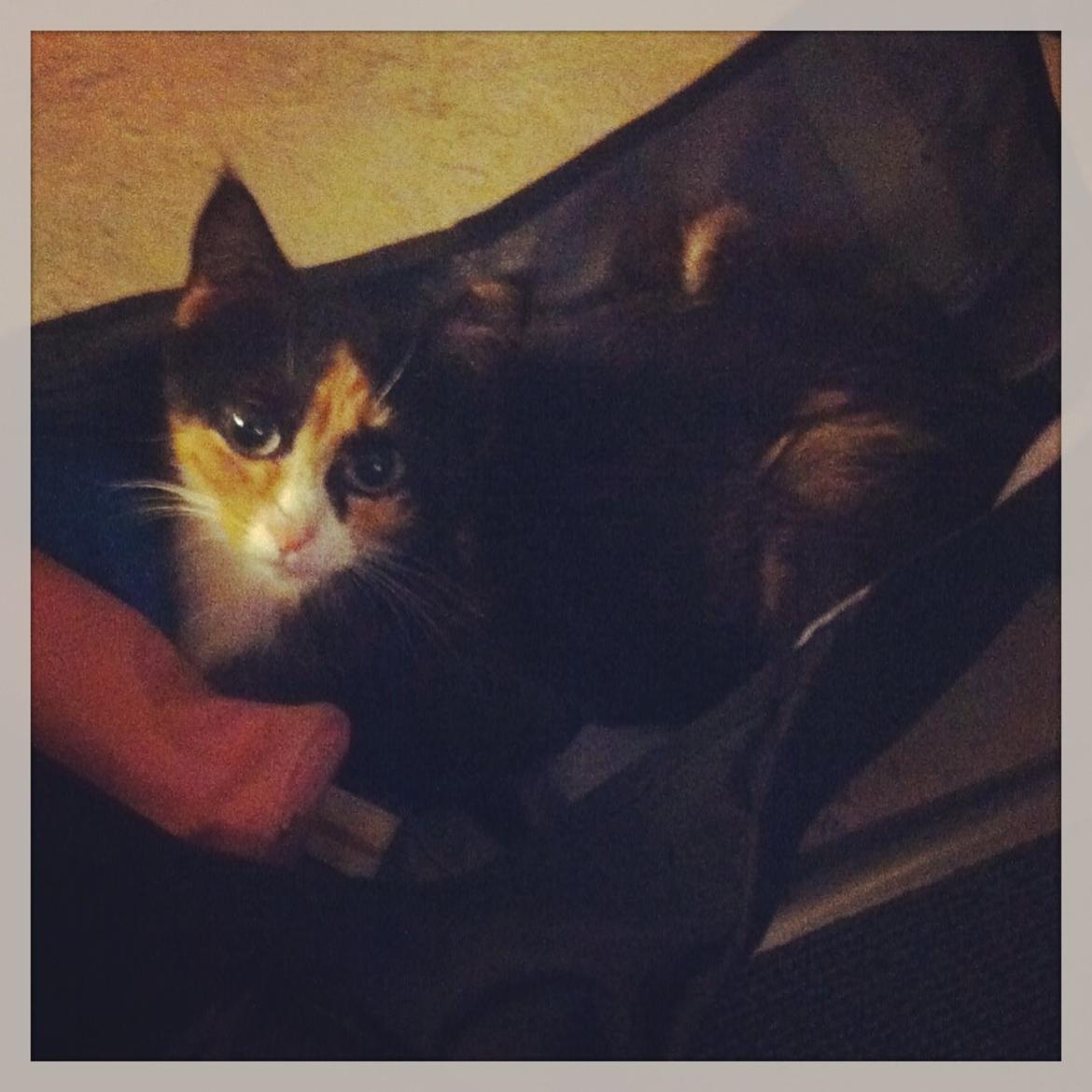 Huskat Mis billede 7