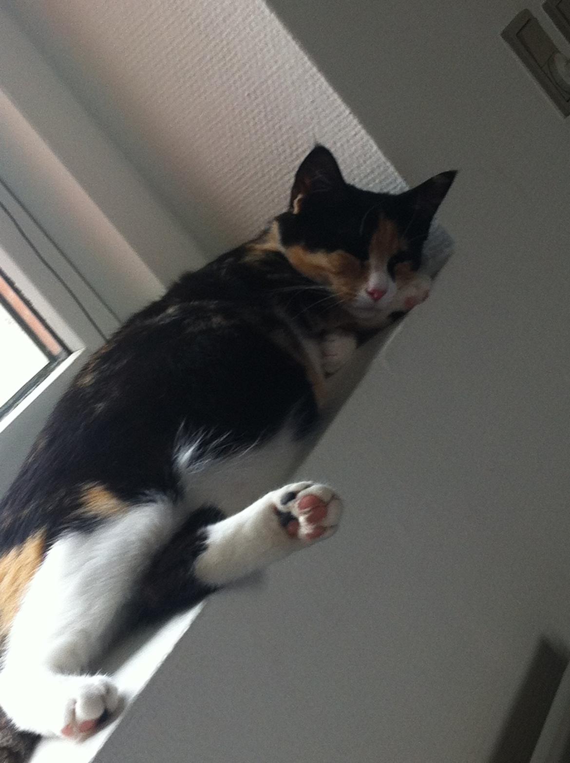 Huskat Mis - Da mis var gravid! Se hvor stor hun er! :-D  billede 8