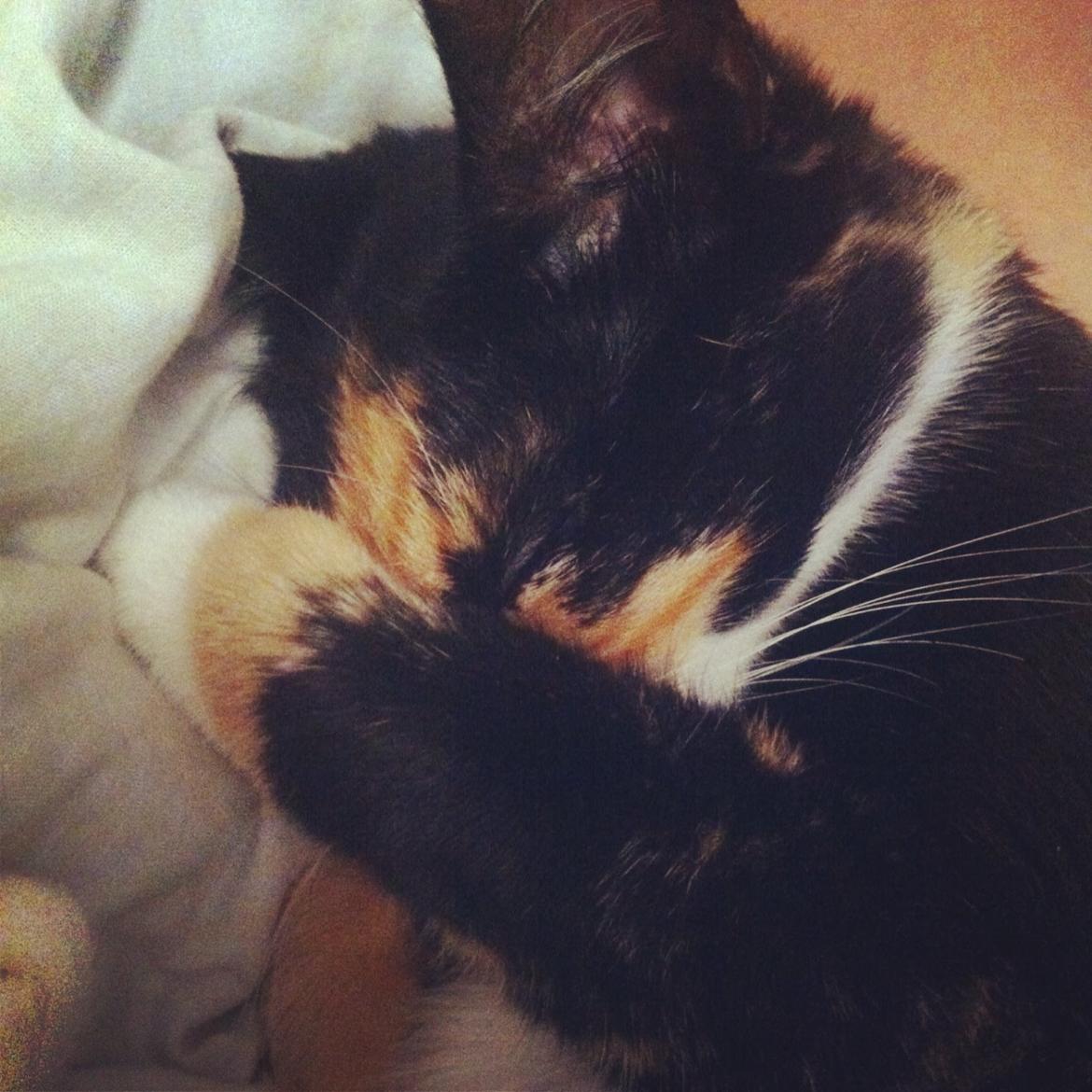 Huskat Mis billede 9