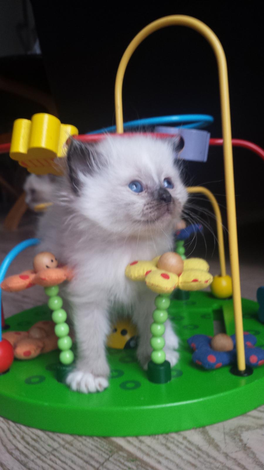 Hellig Birma DK Anskjær´s Beauty Box- Brunmasket billede 3