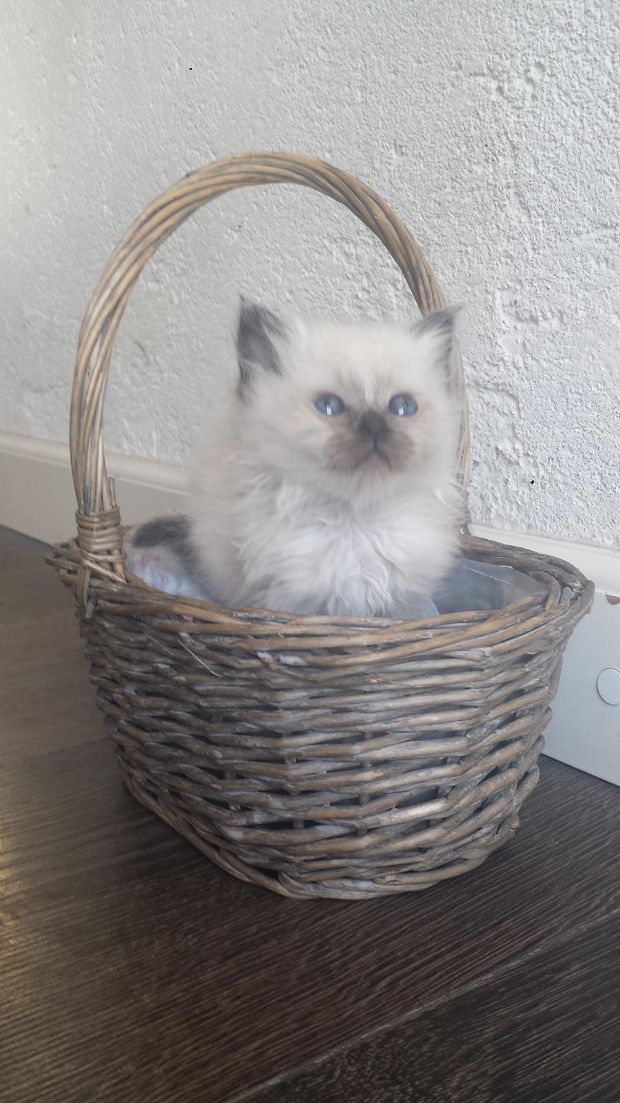 Hellig Birma DK Anskjær´s Beauty Box- Brunmasket billede 7