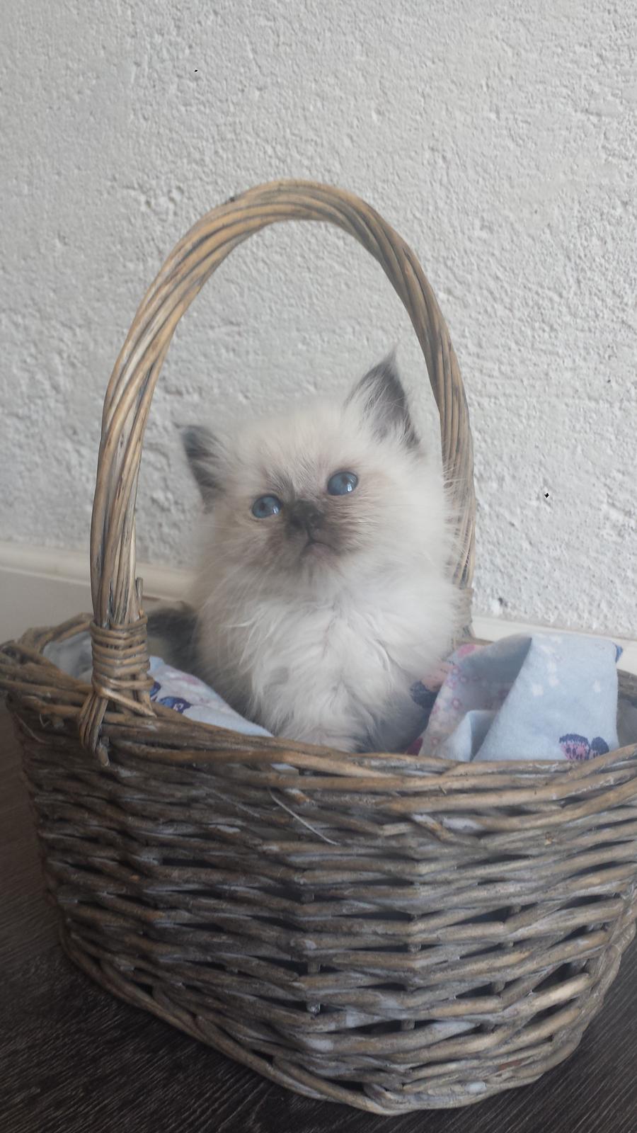 Hellig Birma DK Anskjær´s Beauty Box- Brunmasket billede 8