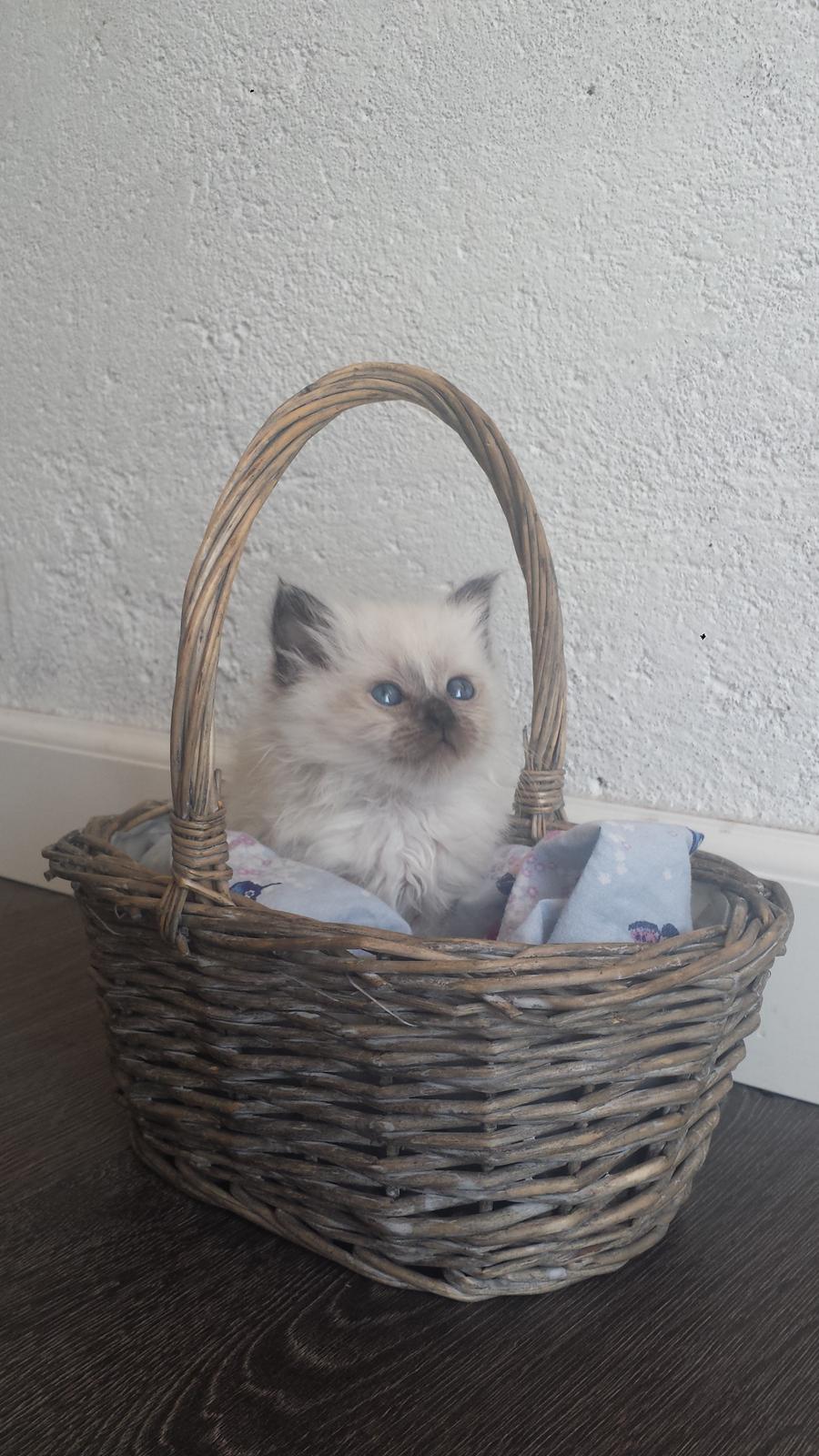 Hellig Birma DK Anskjær´s Beauty Box- Brunmasket billede 9