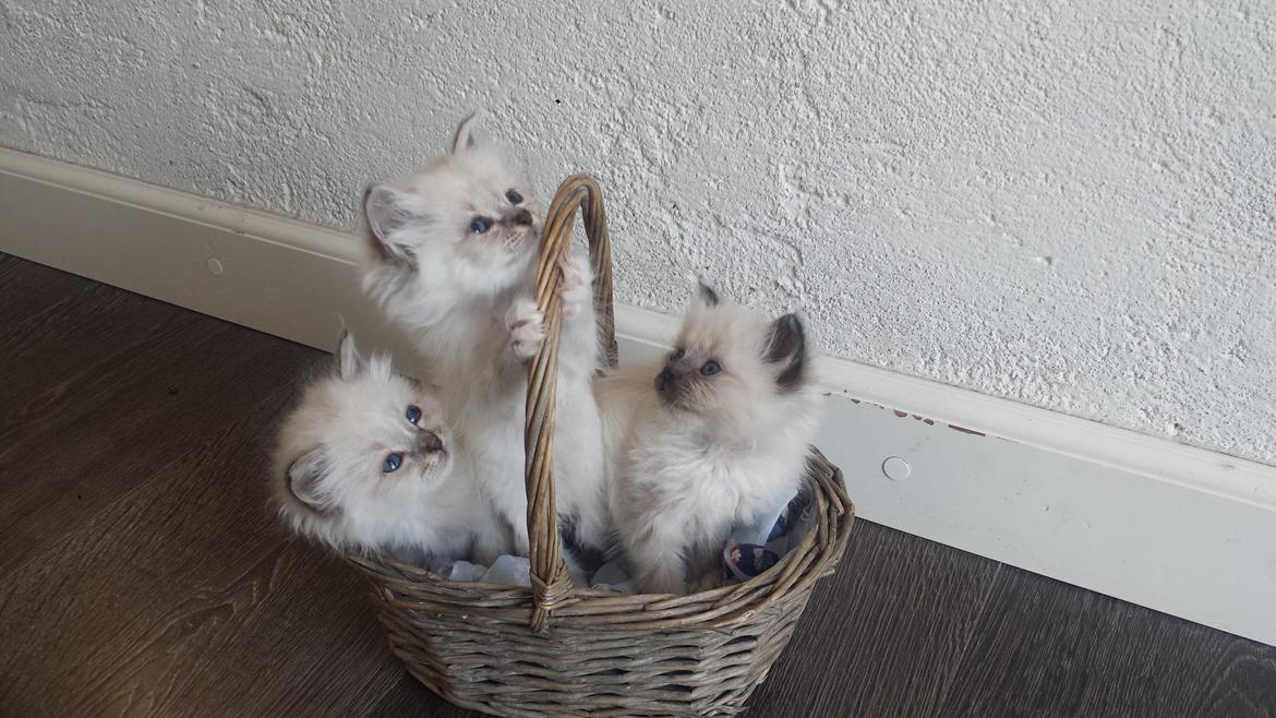 Hellig Birma DK Anskjær´s Beauty Box- Brunmasket - Fra venstre: Bad Boy, Burberry Babe og Beauty Box. billede 6