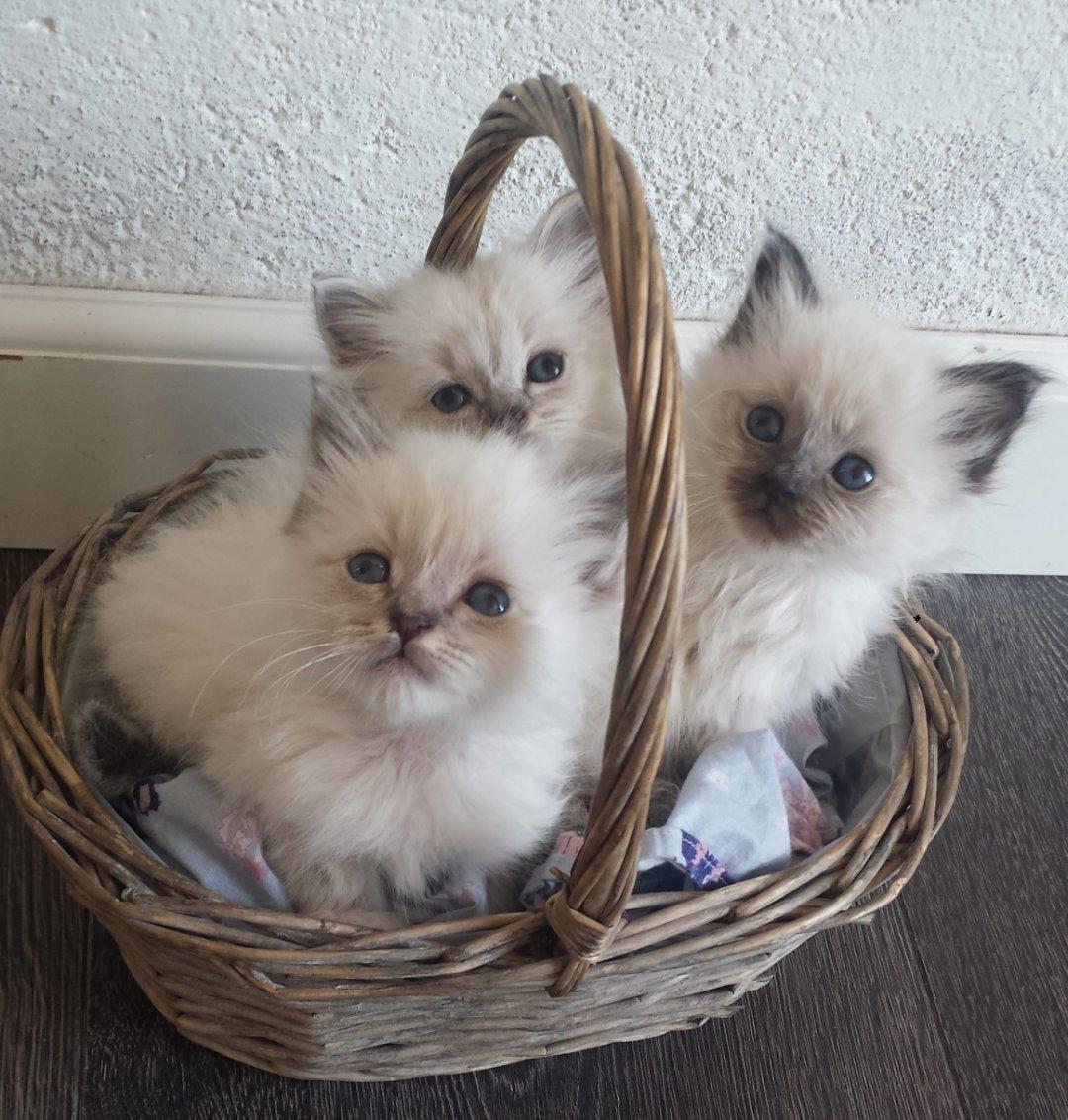 Hellig Birma DK Anskjær´s Beauty Box- Brunmasket - Beauty Box og hendes søskende. billede 10