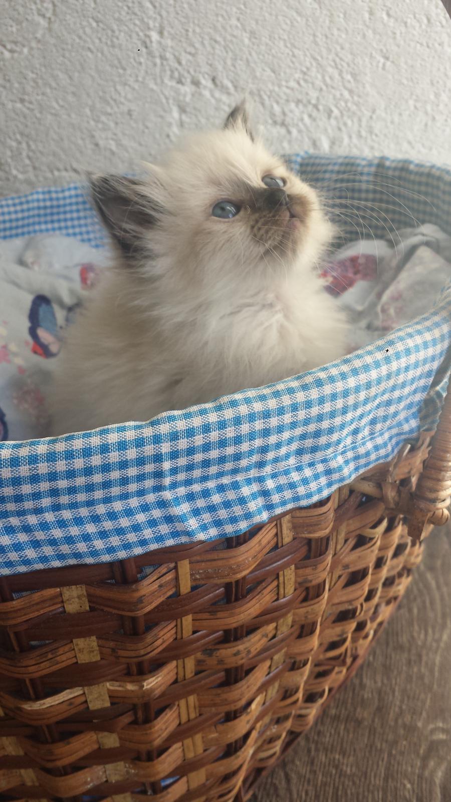 Hellig Birma DK Anskjær´s Beauty Box- Brunmasket billede 11