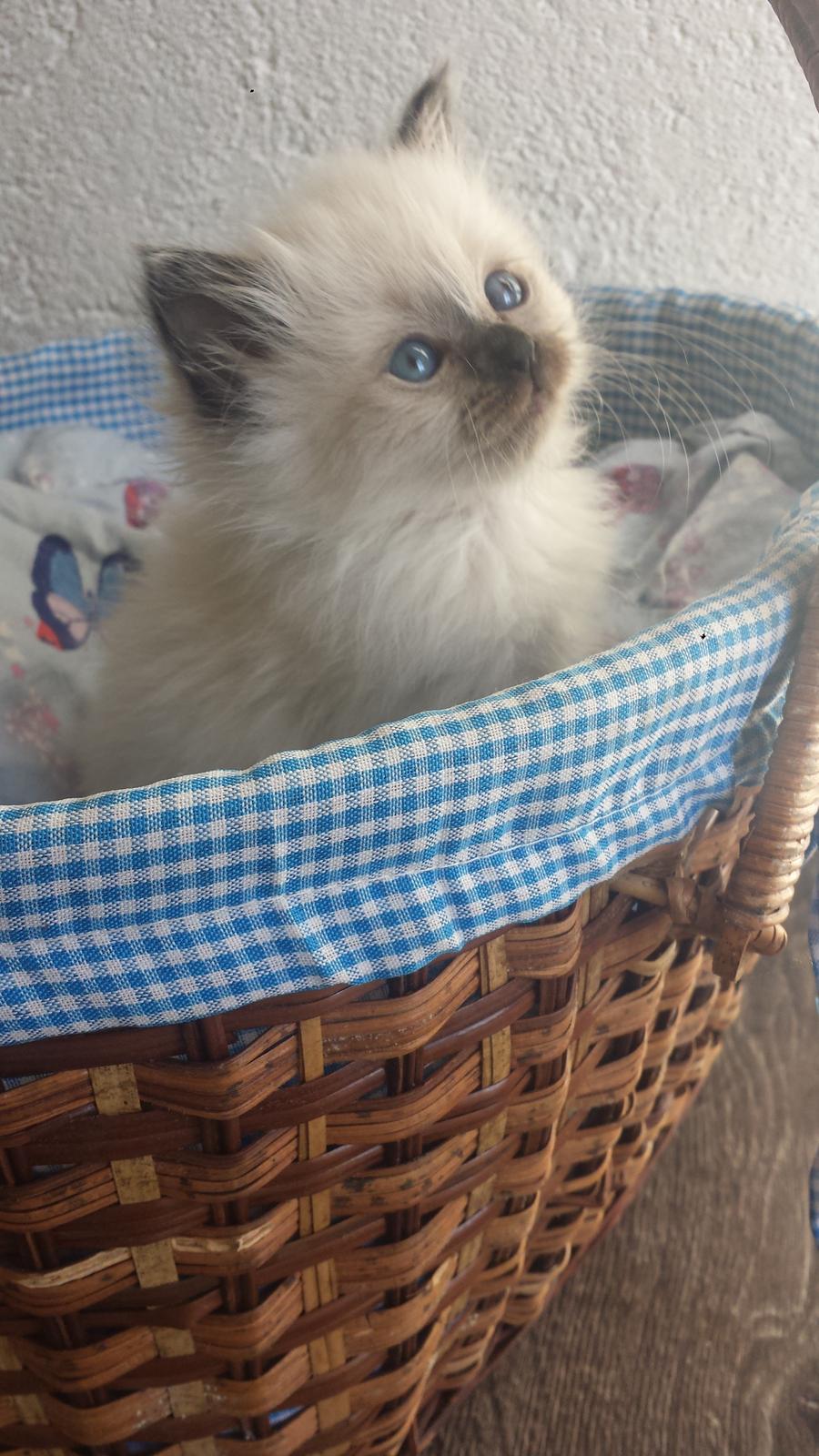 Hellig Birma DK Anskjær´s Beauty Box- Brunmasket billede 13