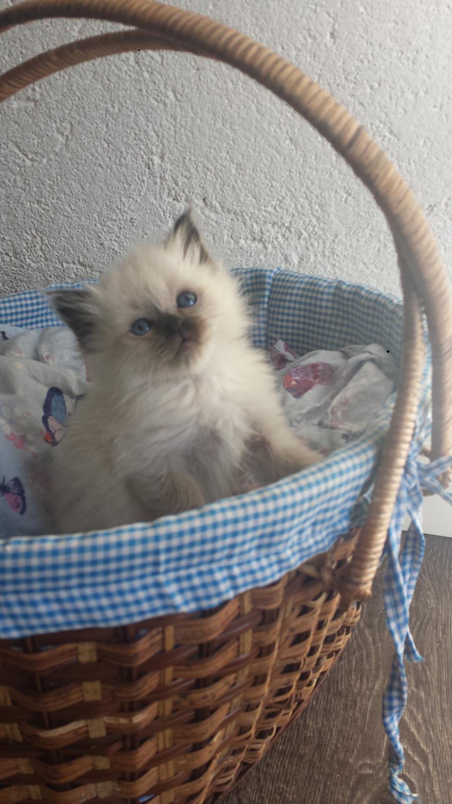 Hellig Birma DK Anskjær´s Beauty Box- Brunmasket billede 1