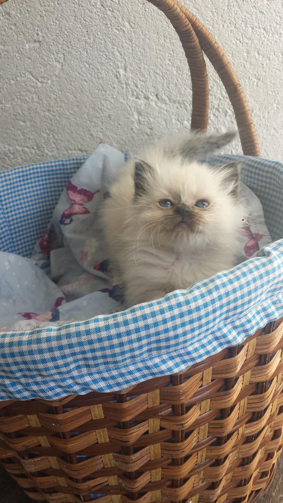 Hellig Birma DK Anskjær´s Beauty Box- Brunmasket billede 12