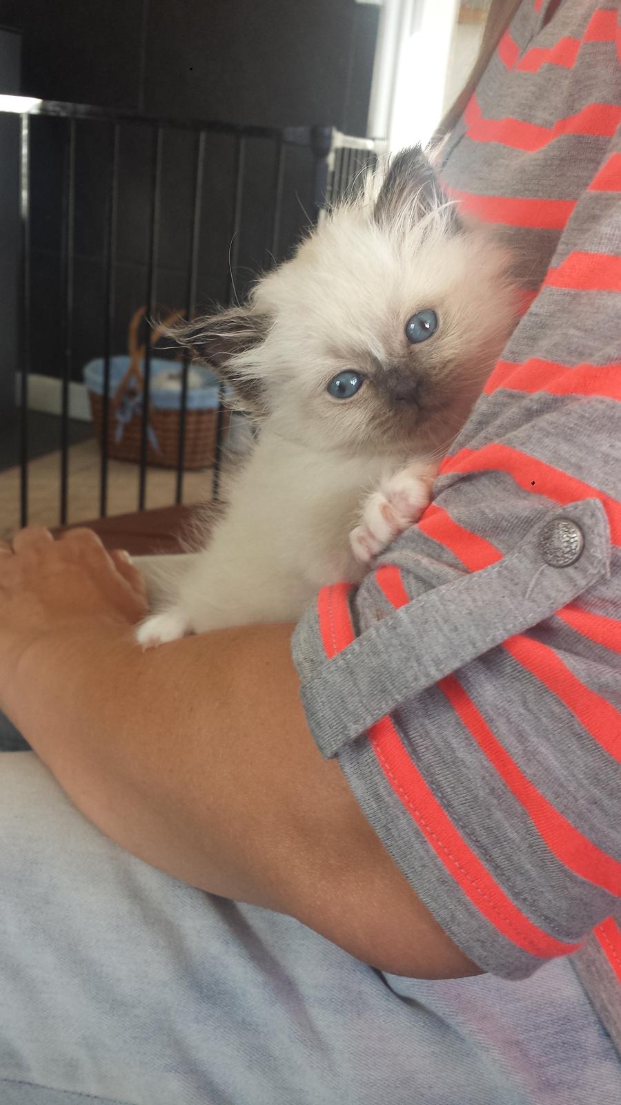 Hellig Birma DK Anskjær´s Beauty Box- Brunmasket billede 15