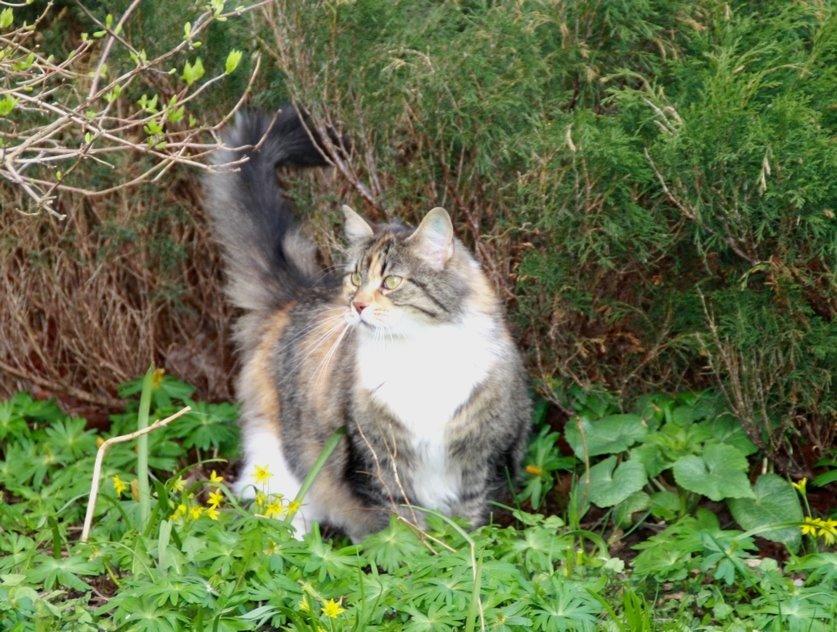 Blanding af racer Fifi billede 1