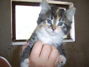 Blanding af racer Fifi billede 12