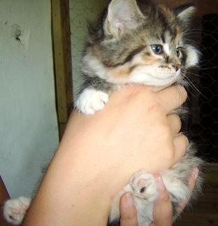 Blanding af racer Fifi billede 11