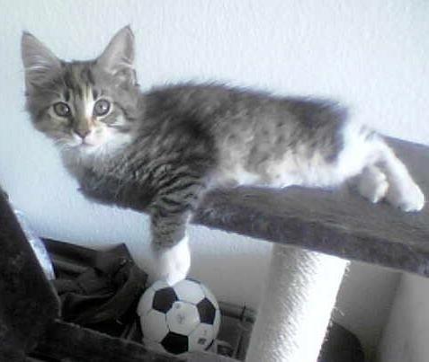 Blanding af racer Fifi billede 10