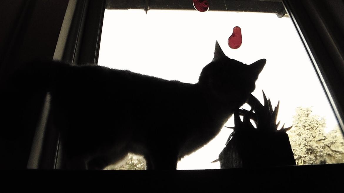 Huskat simba billede 4