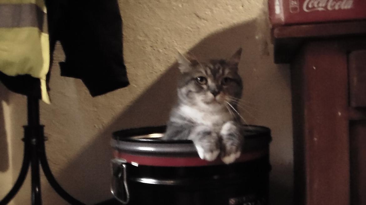 Huskat simba billede 2