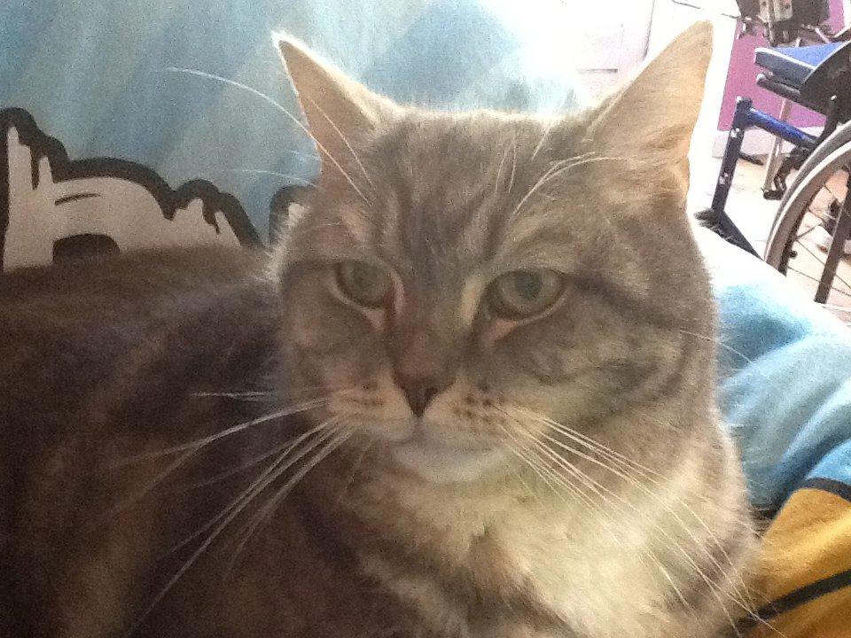 Huskat simba billede 6