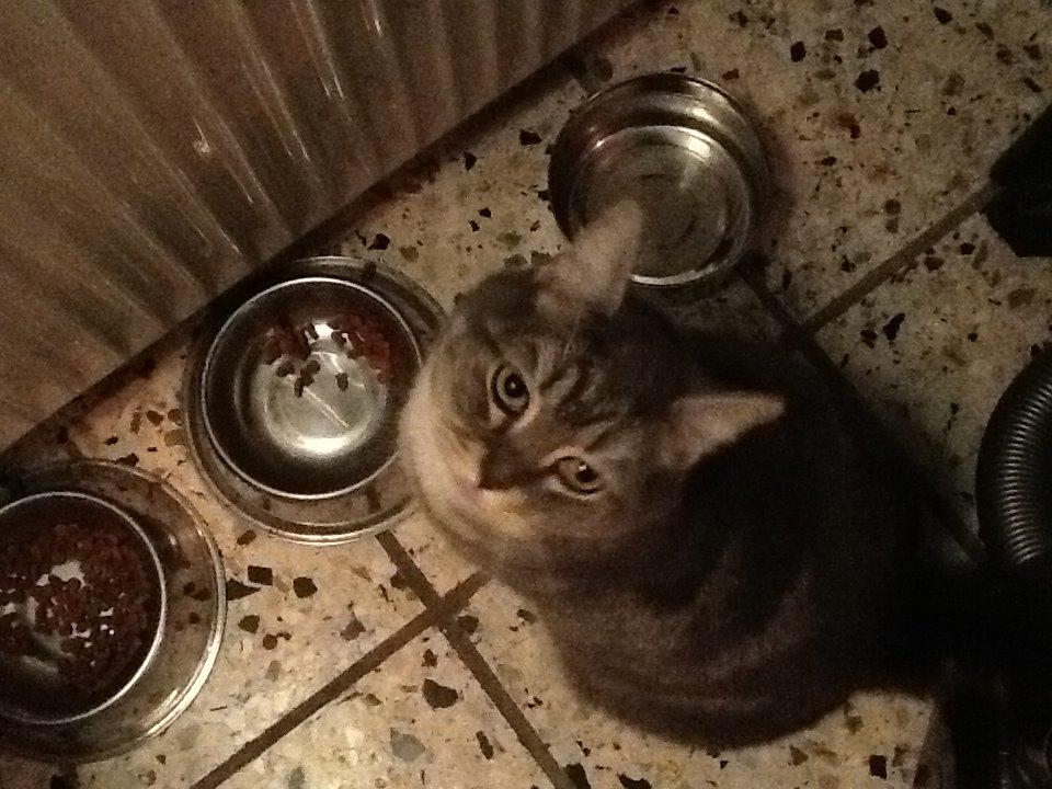 Huskat simba billede 5