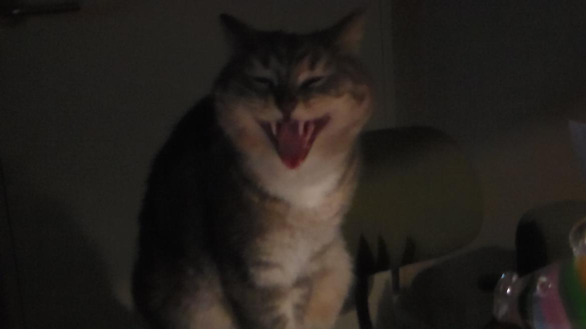 Huskat simba billede 3