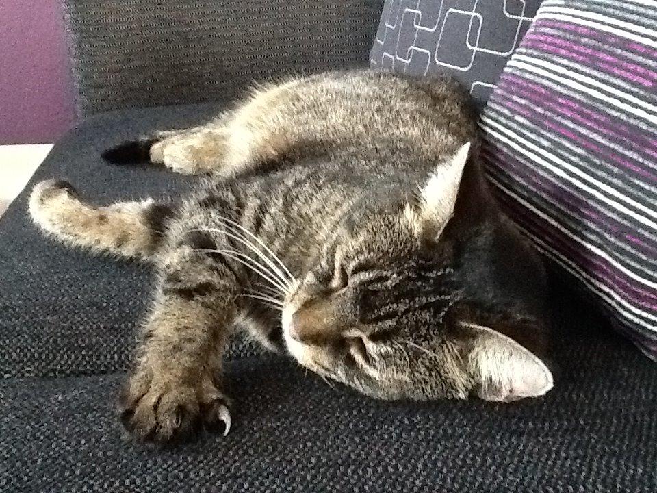 Huskat Miv RIP. <3 billede 2