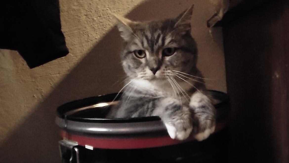 Huskat simba billede 1