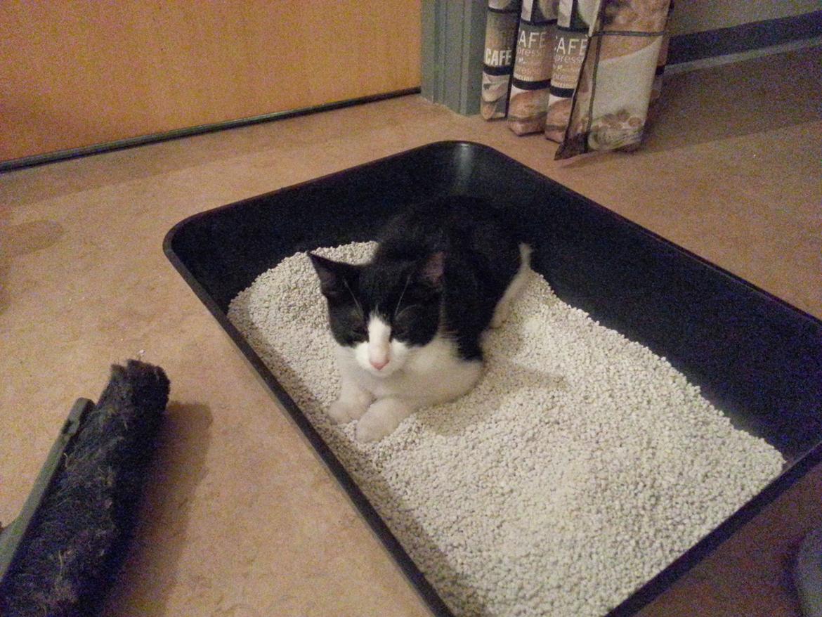 Huskat Pelle "Pjevs" Haleløs - Når du nu har sat en nyvasket og klar kattebakke, så MÅ det da være en seng til mig ;) billede 4