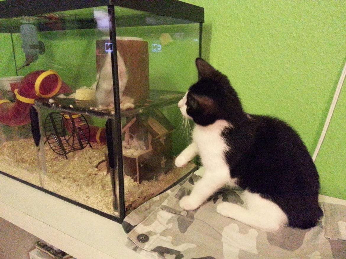 Huskat Pelle "Pjevs" Haleløs - Pelle har lige opdaget vores hamster, Hammi :-P billede 3